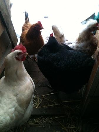 Big girls won't go out in the snow!