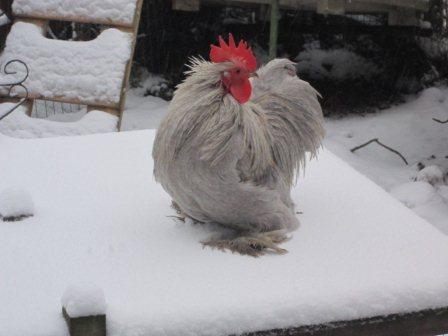 Manuel in the snow